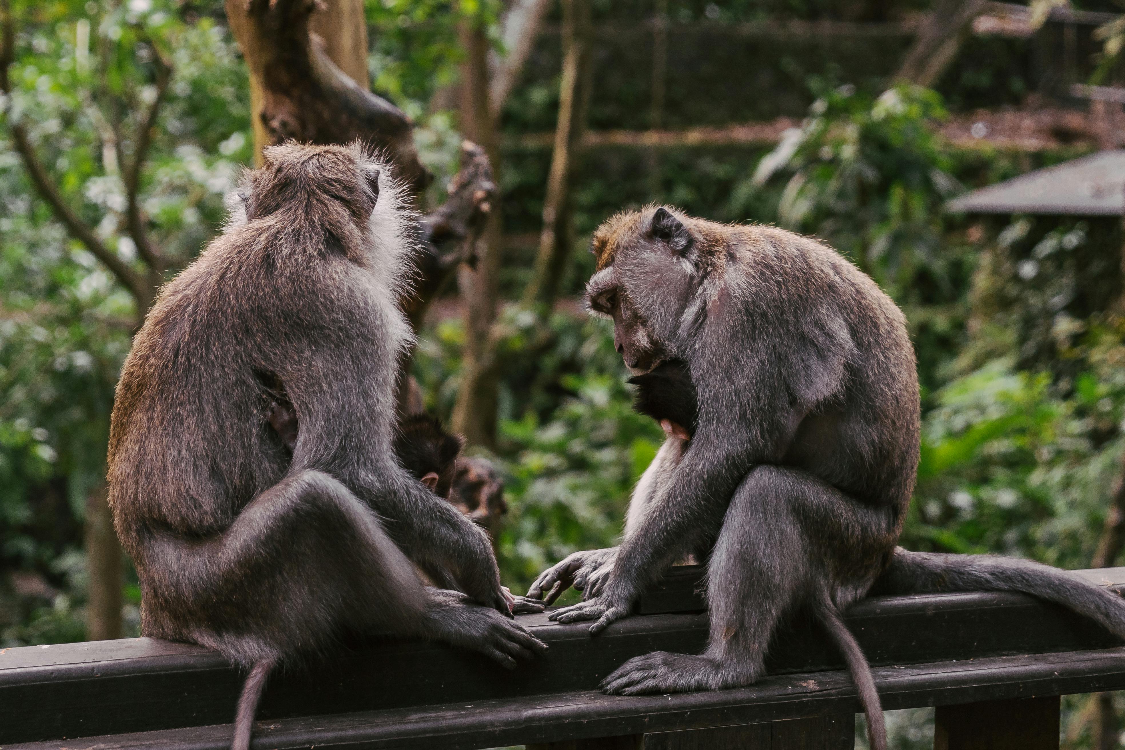 INTERACT in Animal Behavior Research
